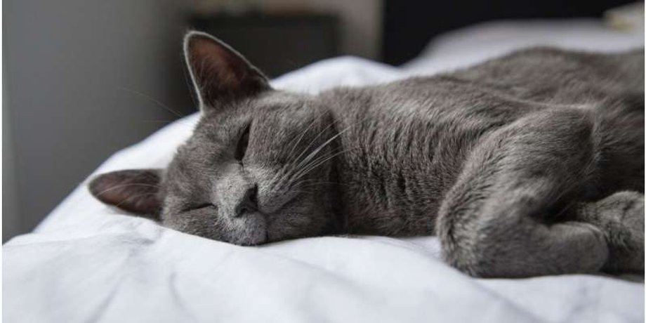 кошка