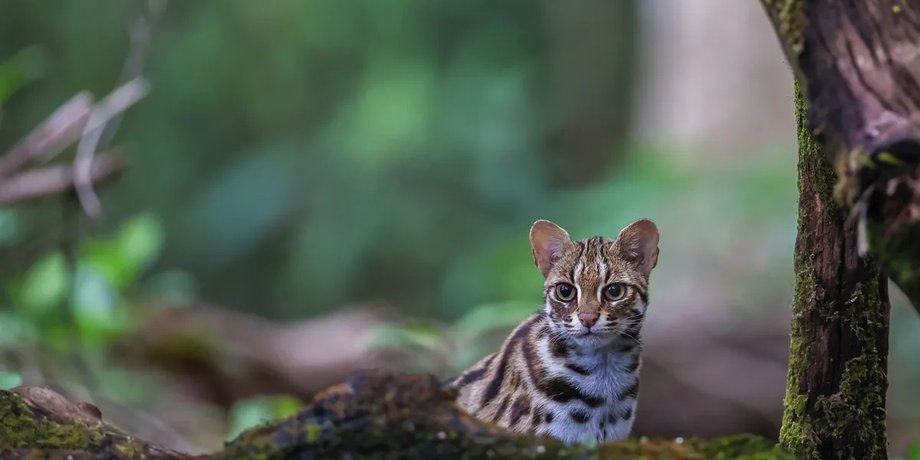 лес леопардовая кошка