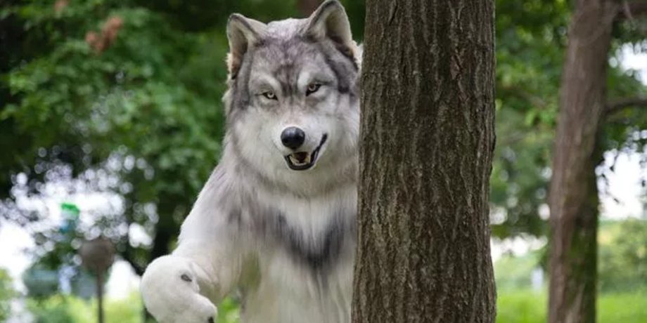 Мужчина в костюме волка, костюм волка, дорого костюм, костюмы для фильмов, мужчина чувствует себя волком, не оборотень