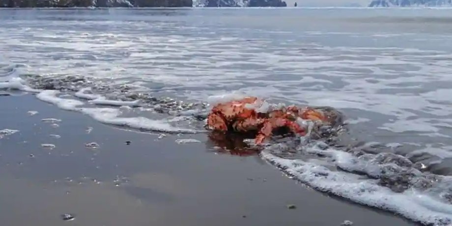 сніговий краб