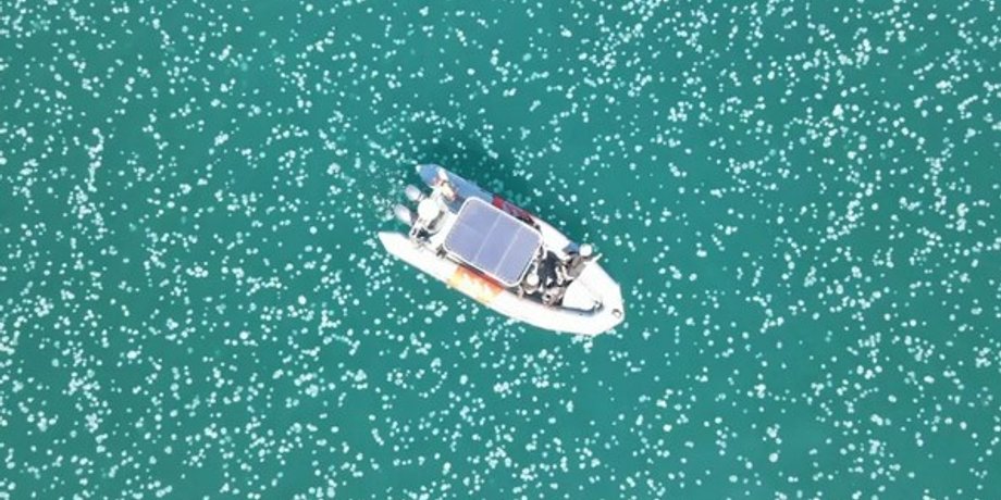 медузы, Средиземное море, Израиль