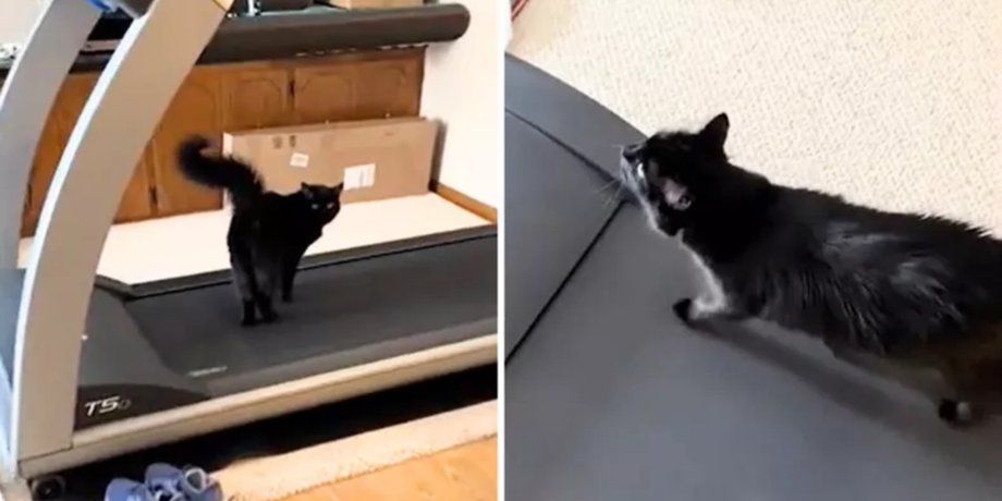 Кот на беговой дорожке, кот занимается спортом, смешное видео с котом, готовится к лету, беговая дорожка, вирусное видео, соцсети, домашние животные