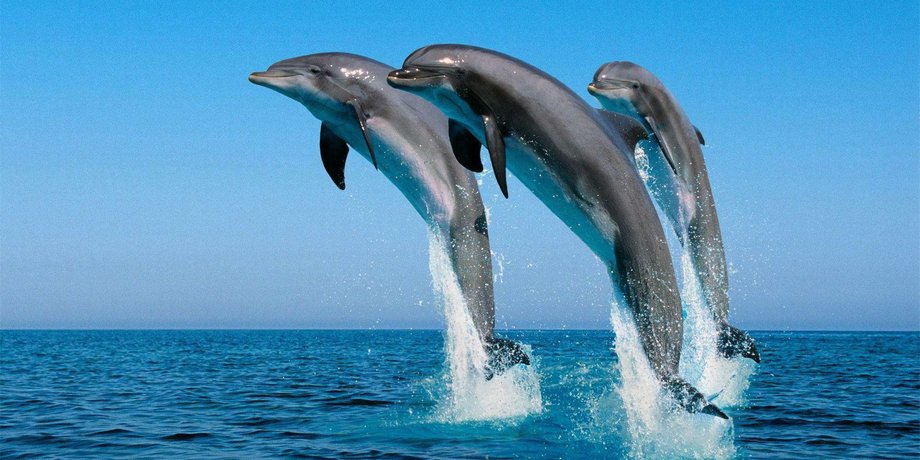 Фото: WallPic.net