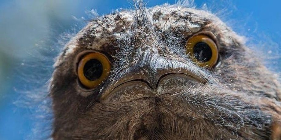 Козодой, найпопулярніша птах в Instagram, птах