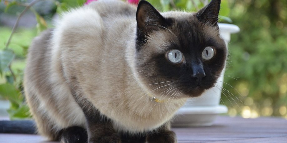 сиамская кошка
