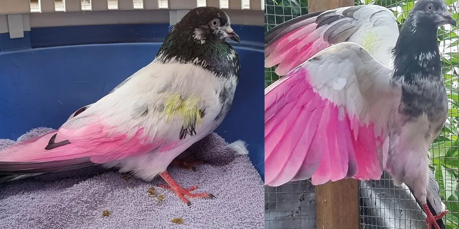 голубь, окрашивание голубей