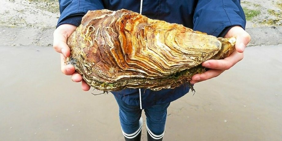 бетон з устриць