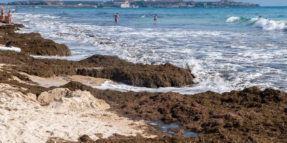 Испанские пляжи захватили водоросли