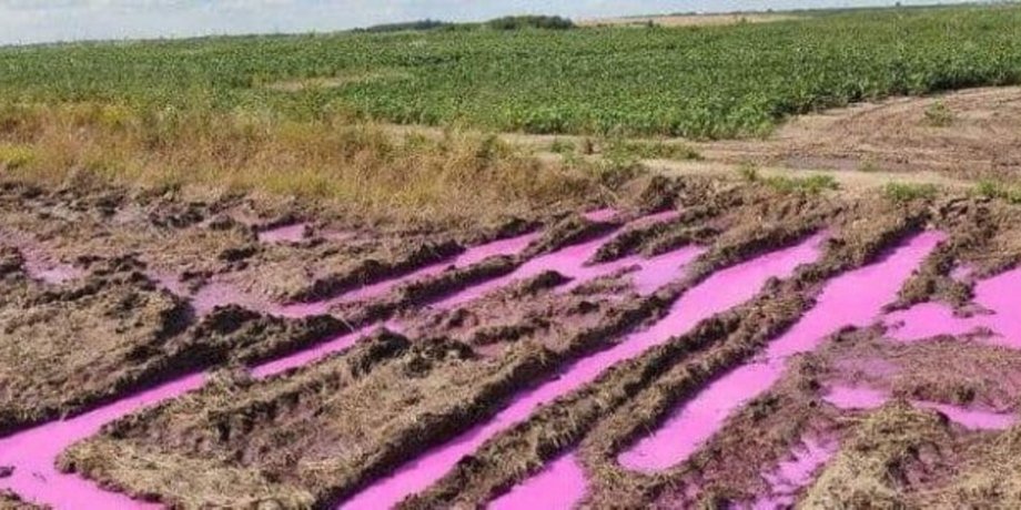 лужа, Ровно, ярко-розовые лужи