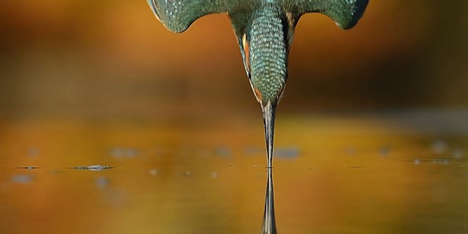 Фото: Alan McFadyen