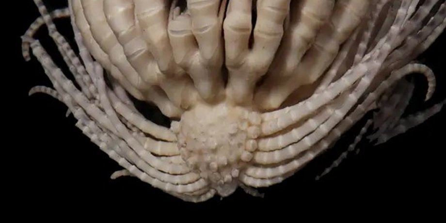 морская лилия, Promachocrinus fragarius