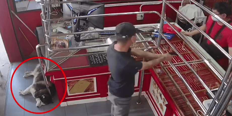 инсценировка ограбления в тайланде, хаски спит