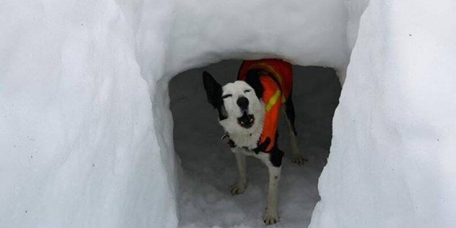 Фото: Mountain Rescue Search Dogs England