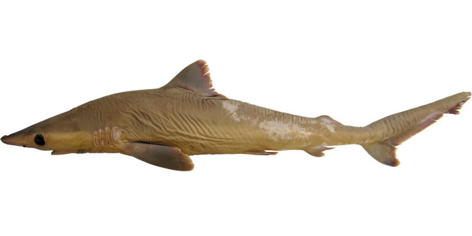 Carcharhinus obsolerus. Фото: White et al 2019