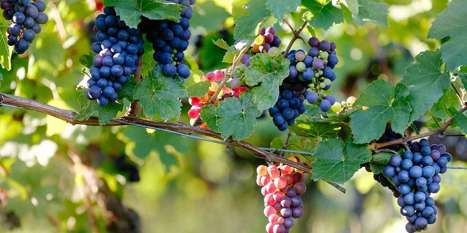 Фото: Decanter.com