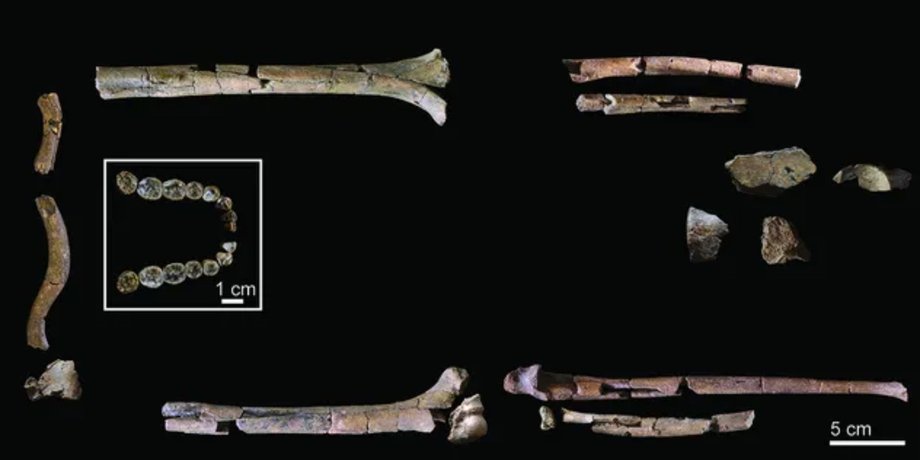 Homo habilis кістки