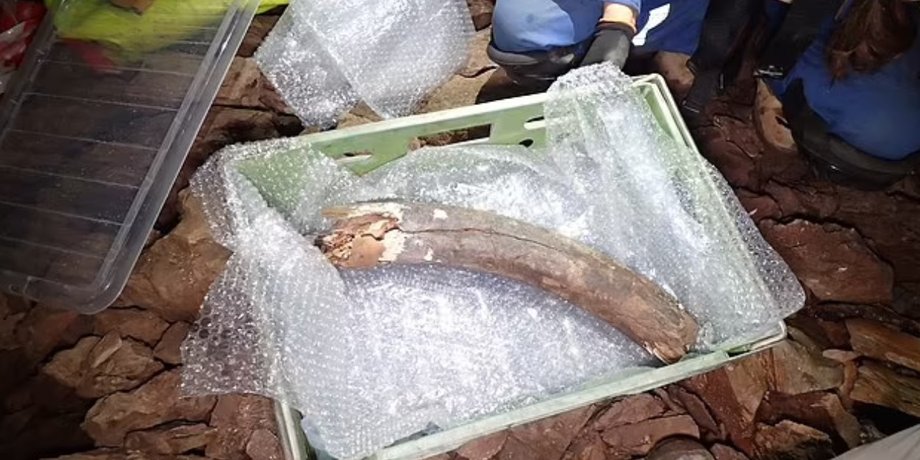 кость животного, ледниковый период, останки древнего живтного