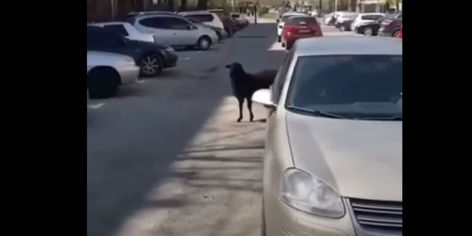 Запорожье, баран