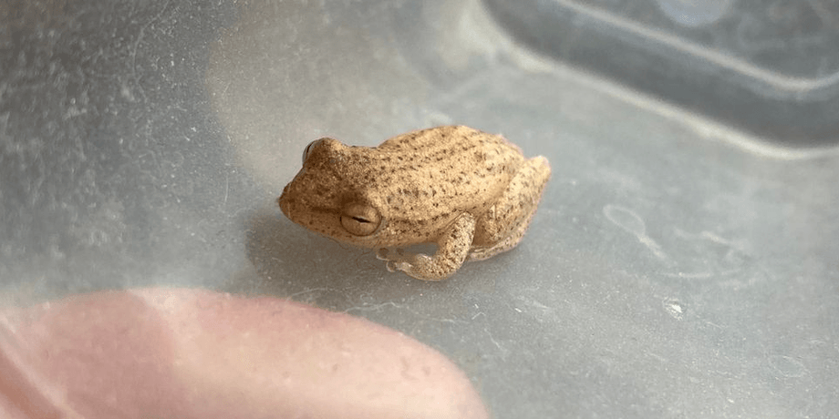 Лягушка, животное, земноводное,