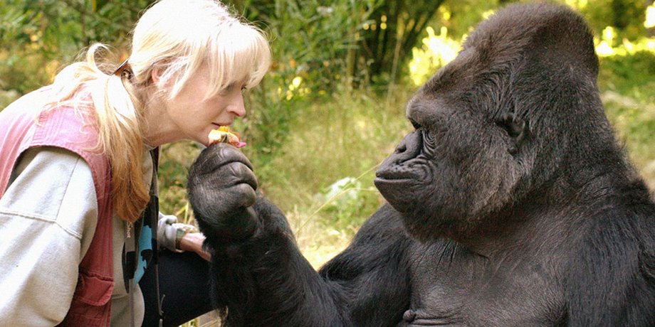 Горилла Коко / Фото: The Gorilla Foundation