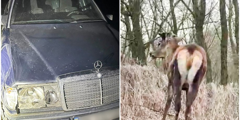 Поліція знайшла водійку, яка збила оленя та залишила місце ДТП