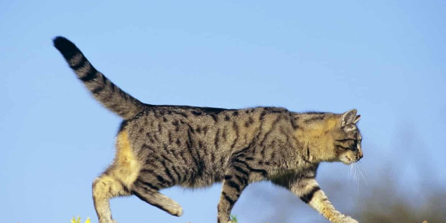 кошка кошка