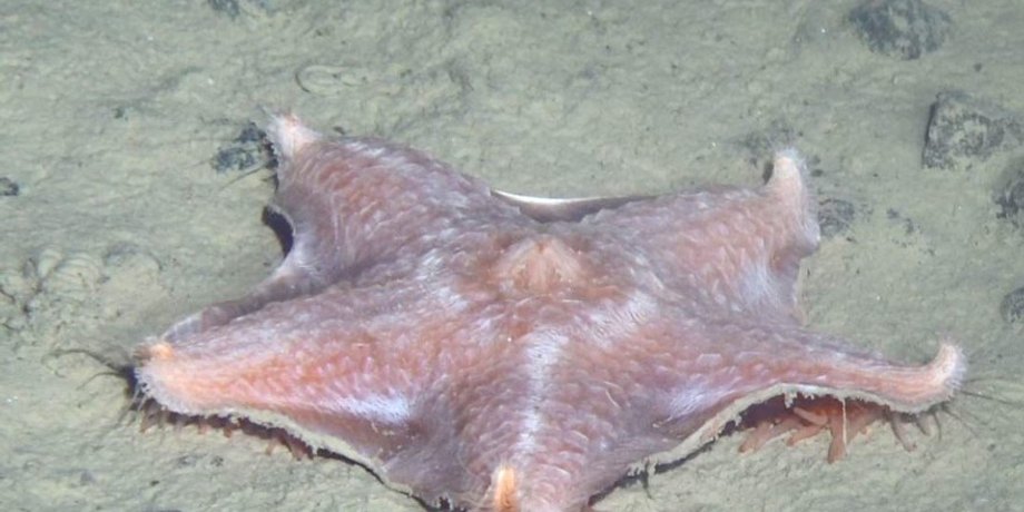 морская звезда, строение морской звезды