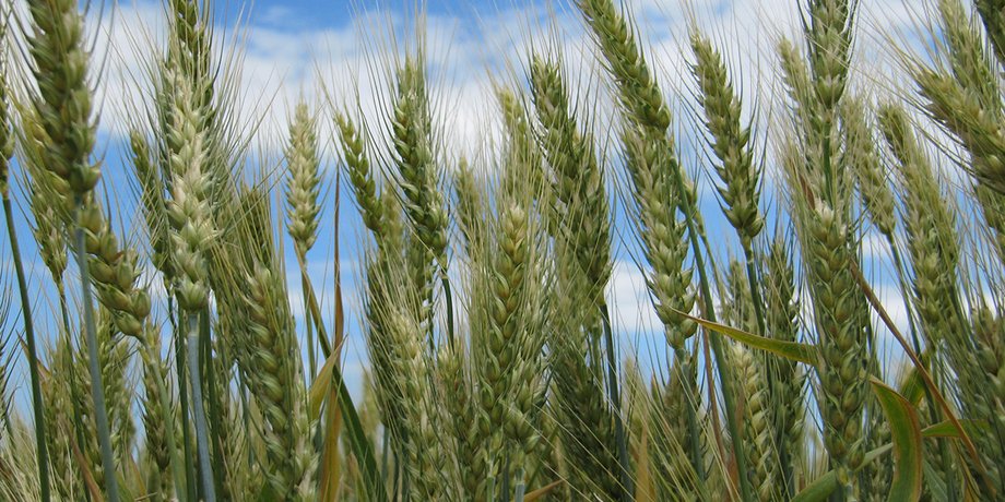 Фото: grain.in.ua