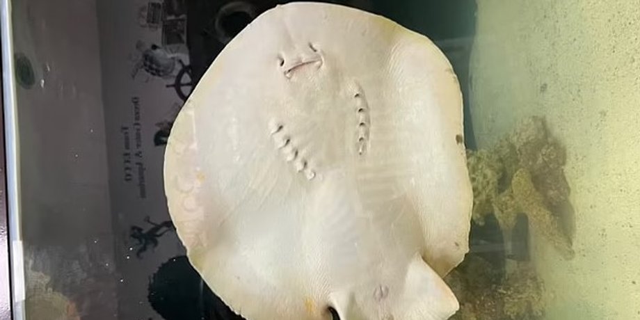скат, скат шарлотта