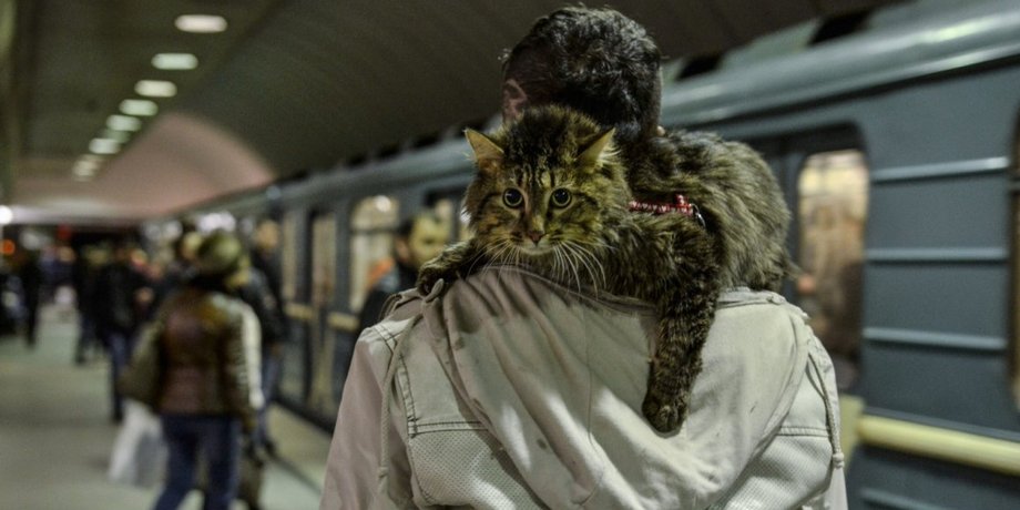 кот в метро