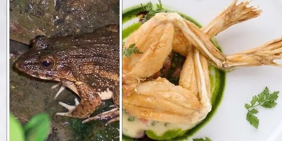 лягушачьи лапки, лягушка