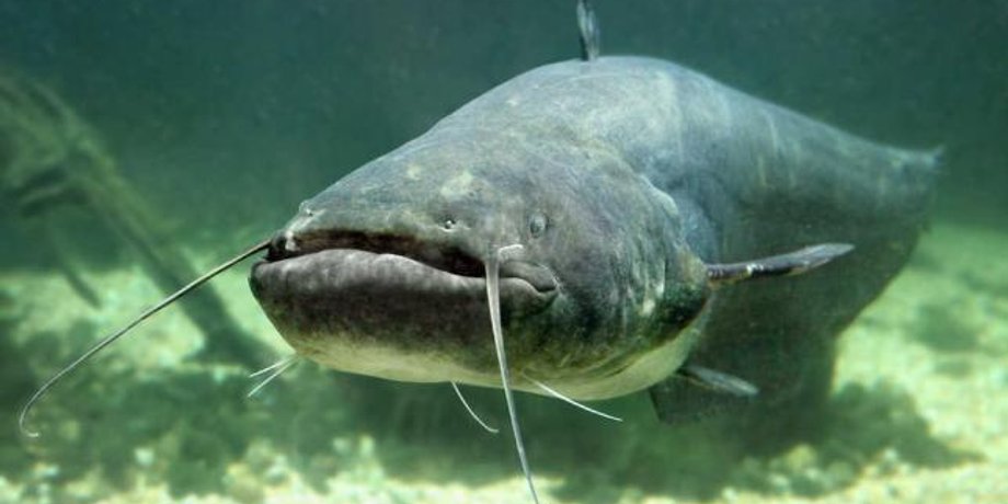 Гигантский шильбовый сом, рыба, рыбалка, британец, Таиланд, фото