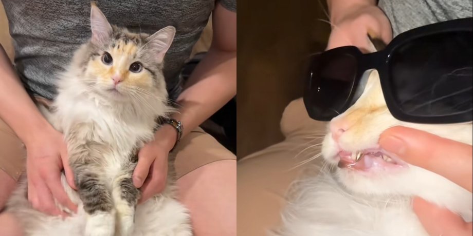 Кошка с золотым зубом, золотая коронка, кошка Тофу TikTok, 5 тысяч долларов за зуб, золотой клык у кошки, кошка сломала зуб