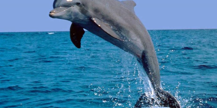 Иллюстративное фото: animalreader.ru