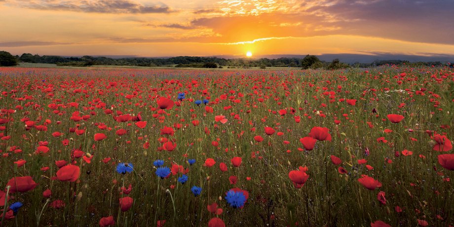Фото: Getty Images