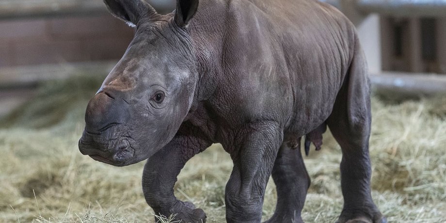 Фото: San Diego Zoo Global