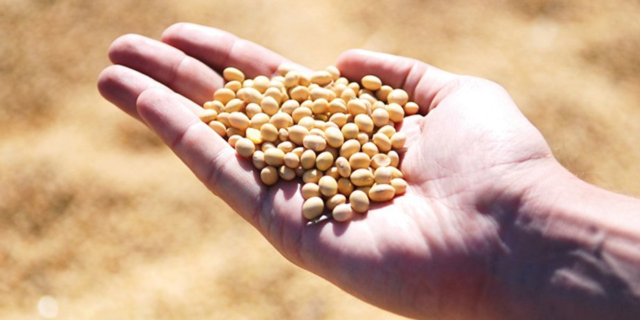 Фото: AgroPortal.ua