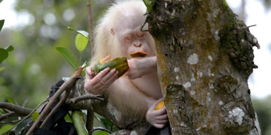 Фото: Borneo orangutan survival founda