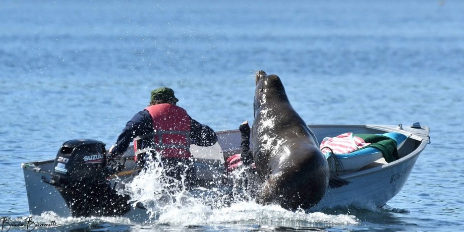 Морський лев вкрав у рибалки тунця морський лев і рибалка