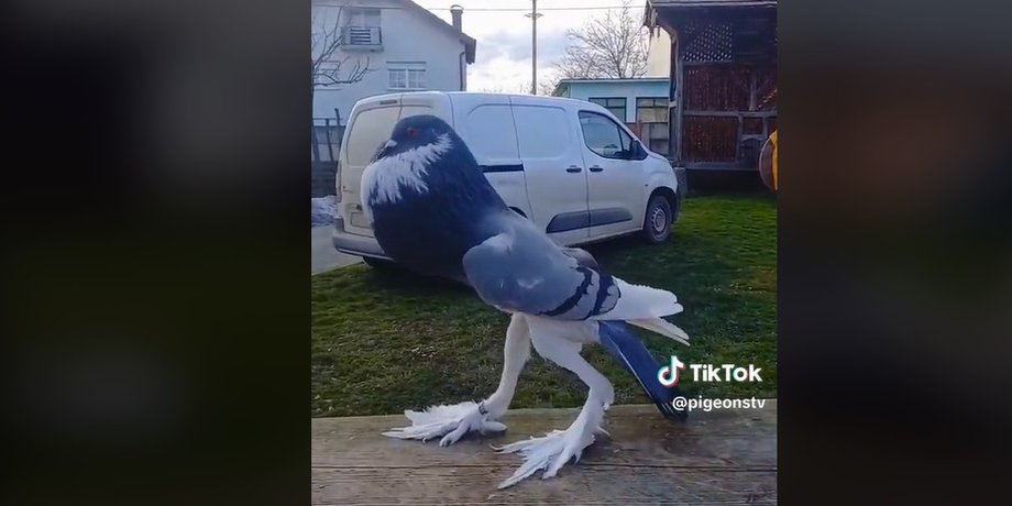 голубь, длинные ноги, порода голубей, странный голубь