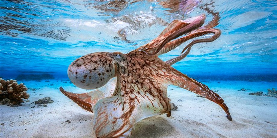 Танцующий осьминог Габриэля Баратье / Фото: underwaterphotographeroftheyear.com