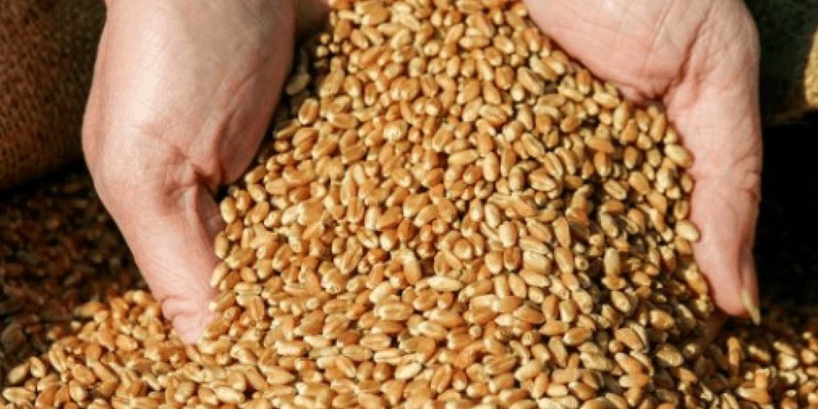 пшеница, продукты, посевная 2022
