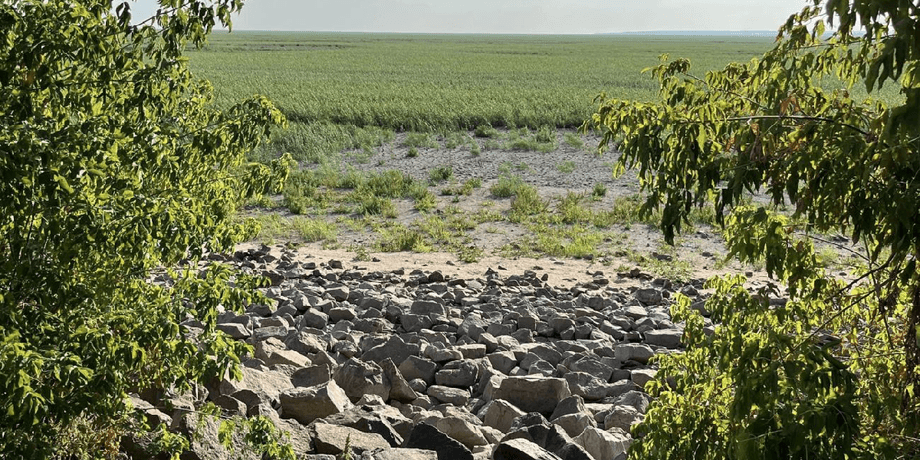 На місці Каховського водосховища піднімаються дерева