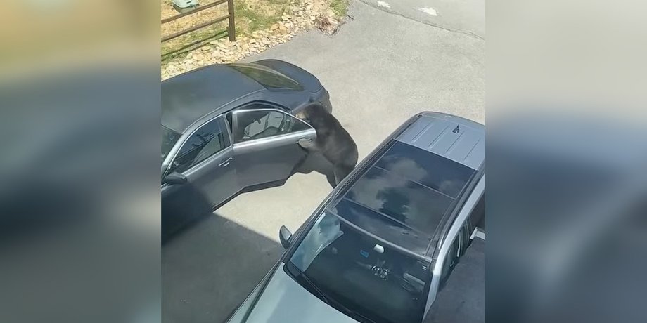 Профі найвищого рівня: кмітливий ведмідь "обчистив" авто та прихопив із собою ноутбук (відео)