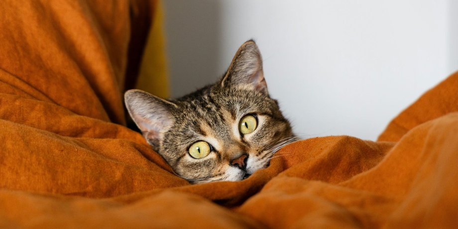 что нужно знать о котах