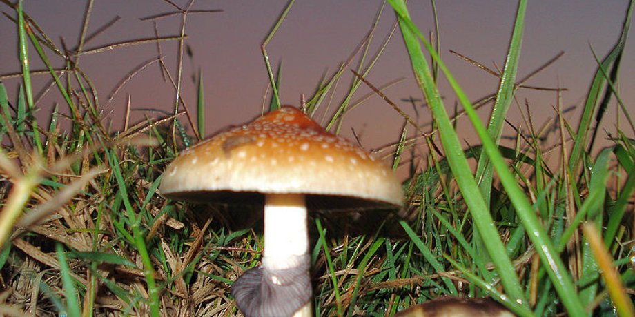 Psilocybe Cubensis. Фото: Wikipedia