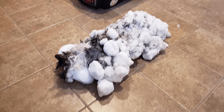 Animal Clinic of Kalispell