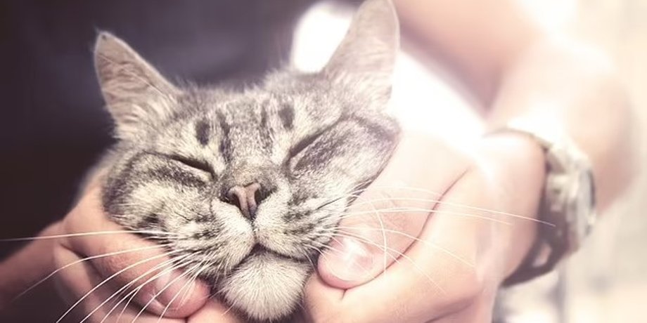 коти, масаж для тварин, масаж котам, масаж котам