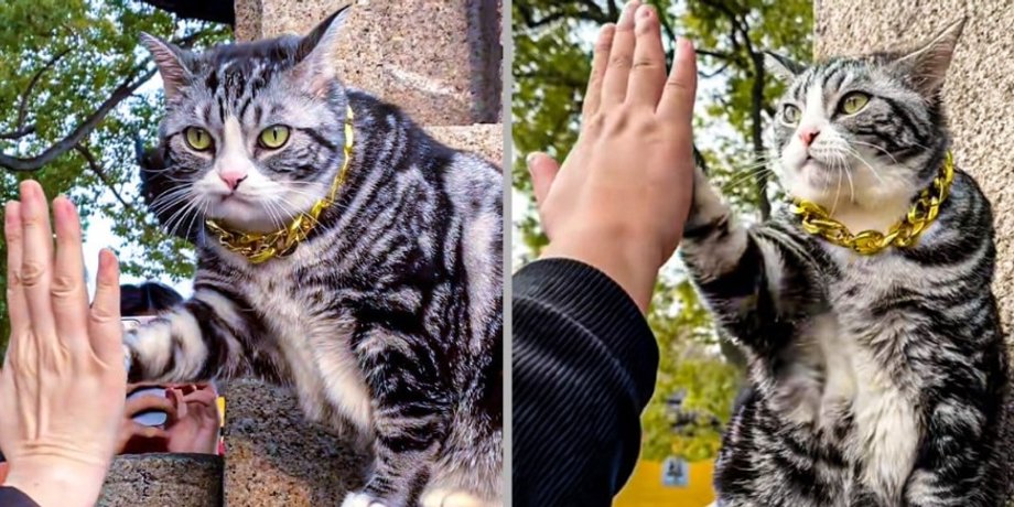 кот Джеллибин, китай