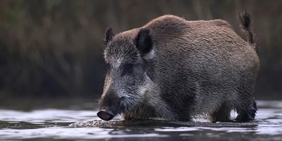 суперсвиньи, гибриды свиней